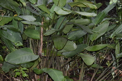 Angiospermae