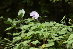 Angiospermae