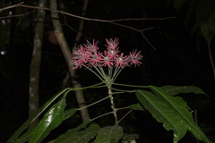 Pavonia multiflora