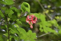 Hibiscus schizopetalus