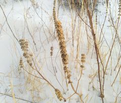 Leonurus quinquelobatus