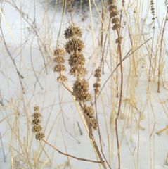 Leonurus quinquelobatus