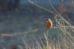 Alcedo atthis