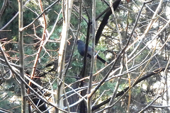 Turdus merula