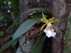 Trichocentrum fuscum