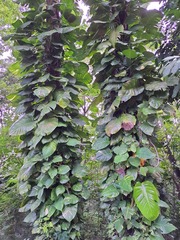 Angiospermae