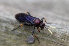 Ichneumon centrator