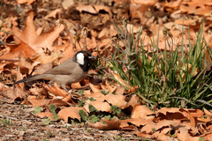 Pycnonotus leucotis