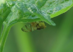 Procecidocharoides penelope