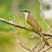 Dark-billed Cuckoo - Photo (c) Edwin Harvey, some rights reserved (CC BY-NC-SA)
