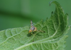 Procecidocharoides penelope