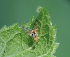 Procecidocharoides penelope