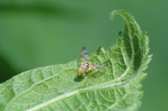 Procecidocharoides penelope