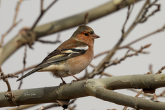 Fringilla coelebs