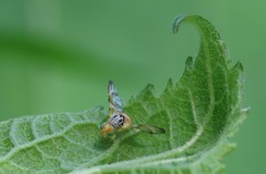 Procecidocharoides penelope