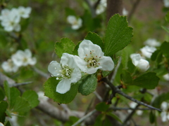 Crataegus pexa