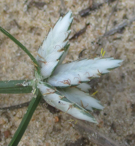 Cyperus margaritaceus image