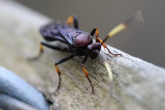 Ichneumon centrator