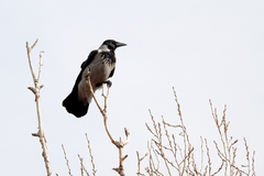 Corvus cornix