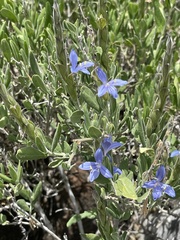 Megalochlamys revoluta cognata