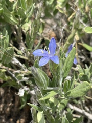 Megalochlamys revoluta cognata