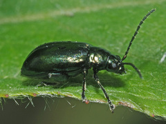 Altica oleracea