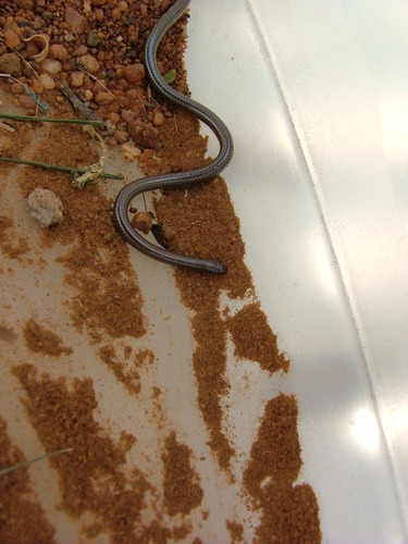 Distant's Thread Snake