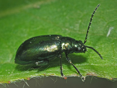 Altica oleracea