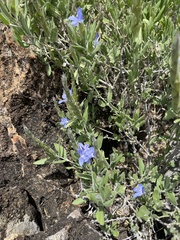 Megalochlamys revoluta cognata