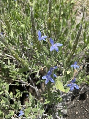 Megalochlamys revoluta cognata