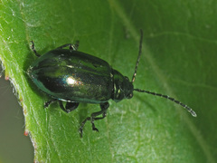 Altica oleracea