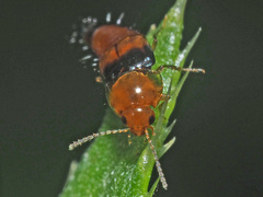 Tachyporus obtusus