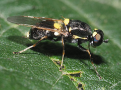 Oxycera leonina