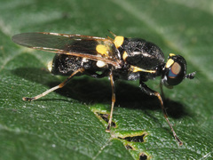 Oxycera leonina