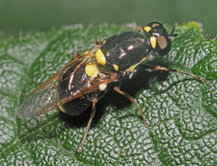 Oxycera leonina