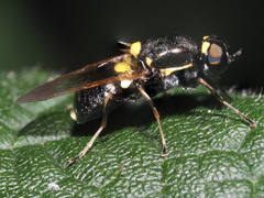 Oxycera leonina