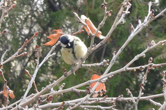 Parus major