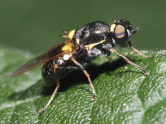 Oxycera leonina
