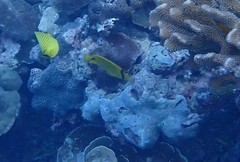 Chaetodon andamanensis