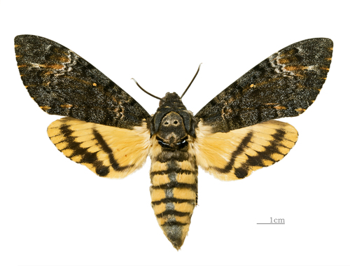 Eastern Death's Head hawkmoth