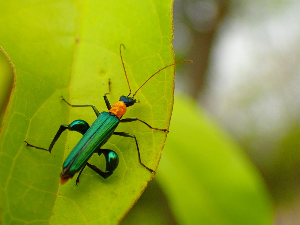 Oedemera testaceithorax