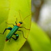 Oedemera testaceithorax - Photo (c) Lijin Huang (紫楝), some rights reserved (CC BY-NC), uploaded by Lijin Huang (紫楝)