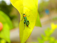 Oedemera testaceithorax