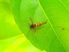 Stathmopoda brachymochla