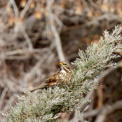 Turdus iliacus