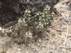 Micropuntia pulchella