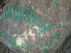 Rhaphidophora