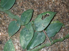 Rhaphidophora