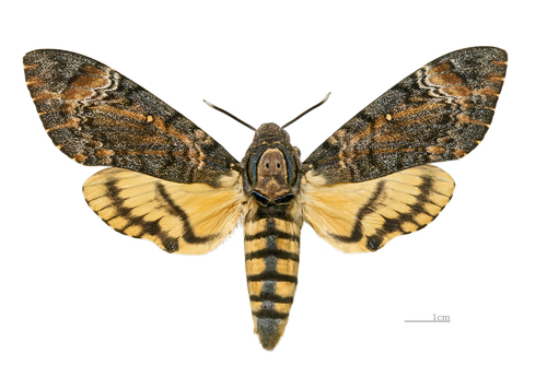 Eastern Death's Head hawkmoth