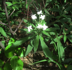 Clerodendrum ternatum